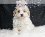 Puppy Linus F1 Maltipoo