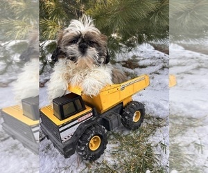 Shih Tzu Puppy for sale in MIDDLEBURY, IN, USA