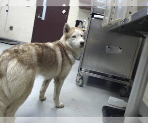 Siberian Husky Dogs for adoption in Fayetteville, NC, USA