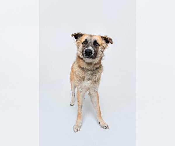 Medium Photo #2 Anatolian Shepherd-Unknown Mix Puppy For Sale in Houston, TX, USA