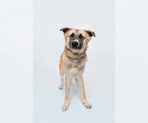 Biscuit (Chip) - Male Anatolian Shepherd-Unknown Mix Dog for Adoption - Photo #2