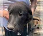Small #1 Mutt