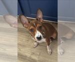 Small American Pit Bull Terrier Mix