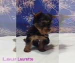 Small #5 Yorkshire Terrier