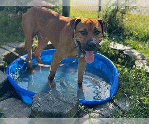 Black Mouth Cur-Unknown Mix Dogs for adoption in Ocala, FL, USA