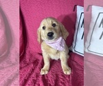 Gwen - Female Golden Retriever Puppy for Sale - Photo #2