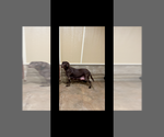 Small Photo #1 Labrador Retriever Puppy For Sale in FREDERICKSBURG, TX, USA