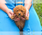 Small #2 Poodle (Miniature)