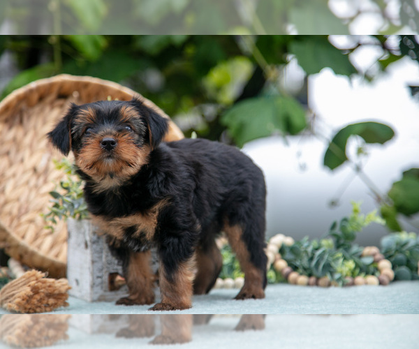 Medium Photo #20 Shorkie Tzu Puppy For Sale in KIRKWOOD, PA, USA