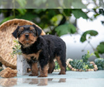 Small Photo #20 Shorkie Tzu Puppy For Sale in KIRKWOOD, PA, USA