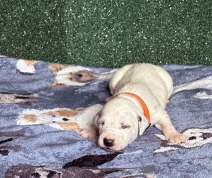 Medium Dalmatian