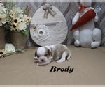 Small #3 Cavalier King Charles Spaniel