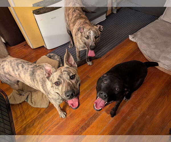 Medium Photo #4 Gerberian Shepsky Puppy For Sale in White Bluff, TN, USA