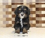 Small #3 Bernedoodle (Miniature)