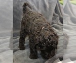 Small #17 Labradoodle