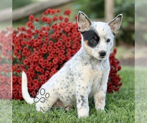 Australian Cattle Dog Puppy for sale in ATGLEN, PA, USA