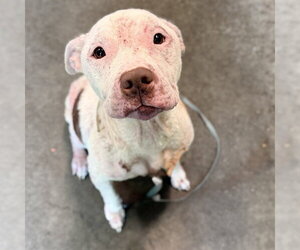 American Staffordshire Terrier-Unknown Mix Dogs for adoption in Tavares, FL, USA
