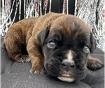 Small #1 Boxer
