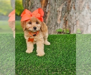 Goldendoodle (Miniature) Puppy for sale in INDIANAPOLIS, IN, USA