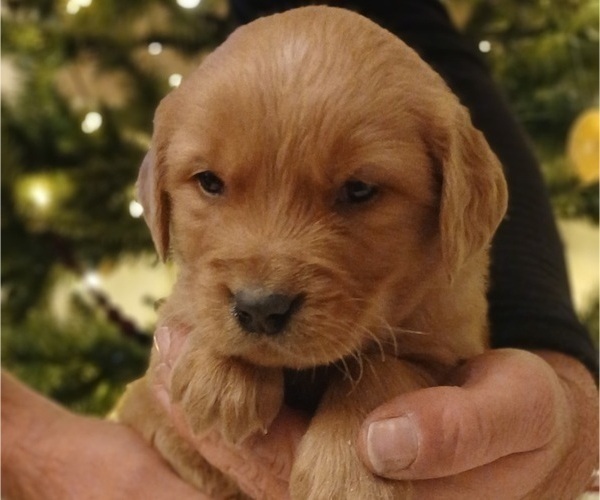 Medium Photo #4 Golden Retriever Puppy For Sale in MOUNT SOLON, VA, USA