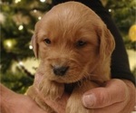 Small #3 Golden Retriever