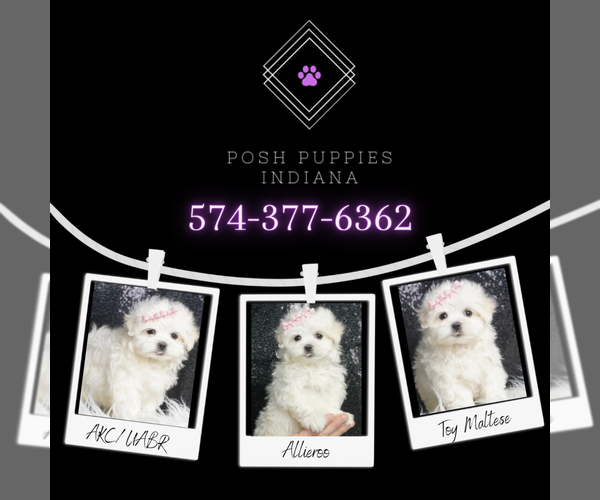Medium Photo #7 Maltese Puppy For Sale in WARSAW, IN, USA