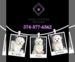 Small Photo #7 Maltese Puppy For Sale in WARSAW, IN, USA