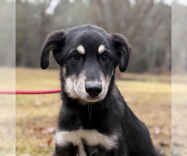 Medium Photo #1 Pyrenees Husky Puppy For Sale in Yardley, PA, USA