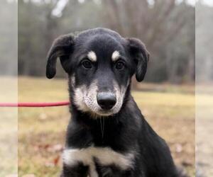Pyrenees Husky Dogs for adoption in Yardley, PA, USA