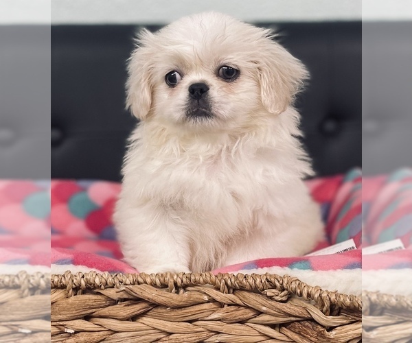 Medium Photo #3 Pekingese Puppy For Sale in CINCINNATI, OH, USA