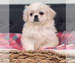 Small Photo #3 Pekingese Puppy For Sale in CINCINNATI, OH, USA
