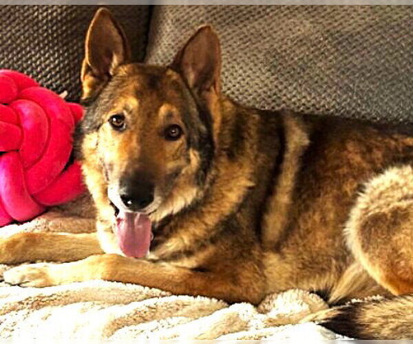 Medium Photo #1 German Shepherd Dog-Unknown Mix Puppy For Sale in Plainfield, IL, USA