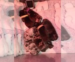Small Photo #2 French Bulldog Puppy For Sale in LARGO, FL, USA