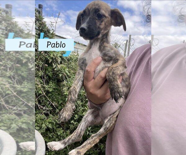 Medium Photo #1 ShiChi Puppy For Sale in Brewster, NY, USA