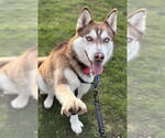 Small #1 Siberian Husky