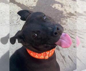 American Pit Bull Terrier Dogs for adoption in Sacramento, CA, USA