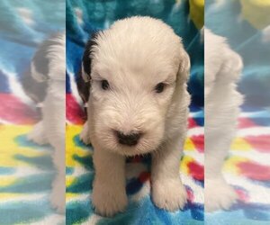 Old English Sheepdog Puppy for sale in WAKE FOREST, NC, USA