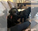 Small #3 Aussiedoodle-Labradoodle Mix