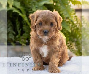 Cavapoo Puppy for sale in LITITZ, PA, USA