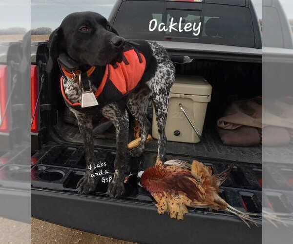 Medium Photo #1 German Shorthaired Pointer Puppy For Sale in RICHMOND, MO, USA