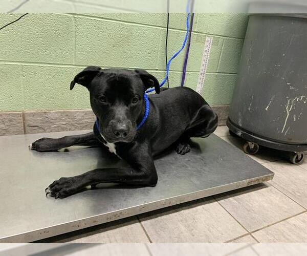 Medium Photo #1 American Staffordshire Terrier-Unknown Mix Puppy For Sale in Grand Prairie, TX, USA