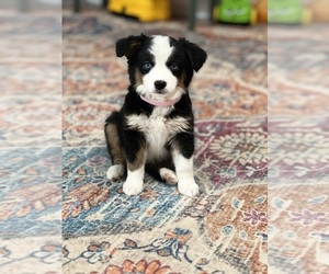 Miniature Australian Shepherd Puppy for sale in NEW PORT RICHEY, FL, USA