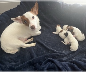 Mother of the Jack Russell Terrier puppies born on 08/06/2023
