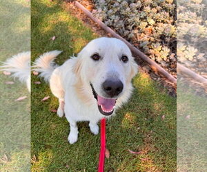 Golden Retriever-Unknown Mix Dogs for adoption in San Diego, CA, USA