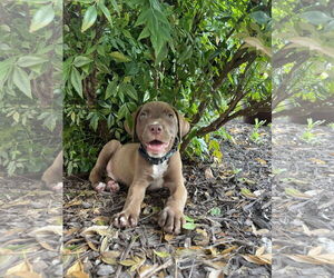 Labrador Retriever-Unknown Mix Dogs for adoption in Derwood, MD, USA