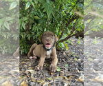Small Labrador Retriever Mix