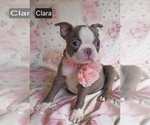 Small #9 Boston Terrier