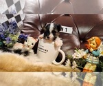 Puppy Girl 1 Yorkshire Terrier