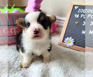 Pembroke Welsh Corgi Puppy for sale in BAYTOWN, TX, USA