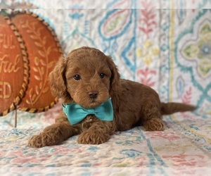 Cavapoo Puppy for sale in LANCASTER, PA, USA